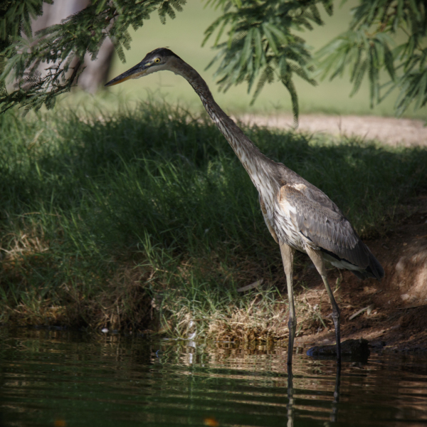 Gret Blue Heron