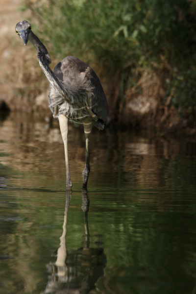 Great Blue Heron