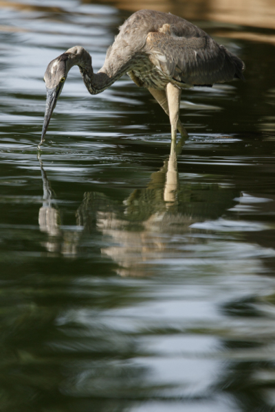 Great Blue Heron