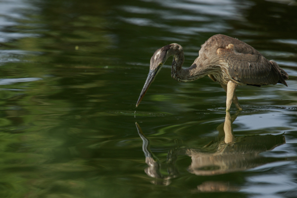 Great Blue Heron