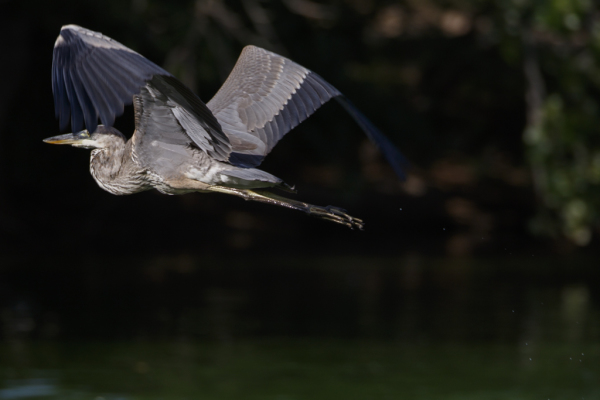 Great Blue Heron