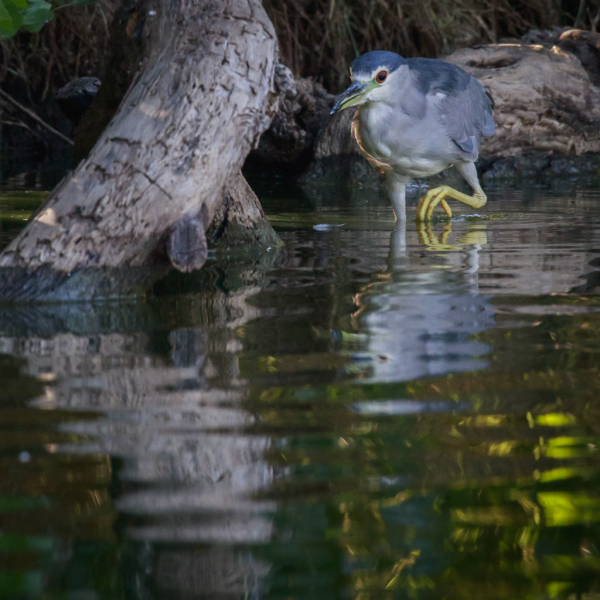 Black-Crowned Night Heron