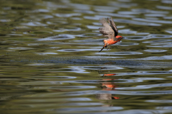 Vermilion Flycatcher