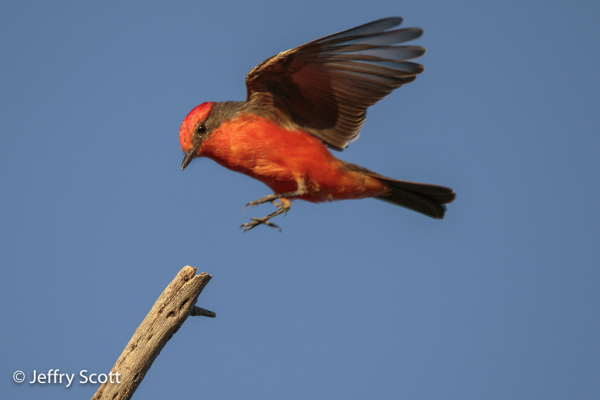 Vermilion Flycatcher