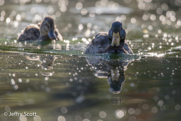 Mallard