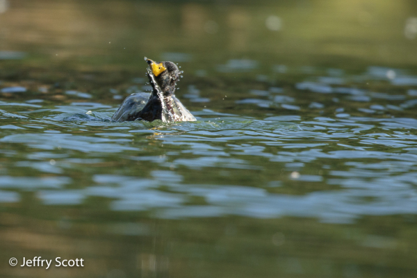 Mallard