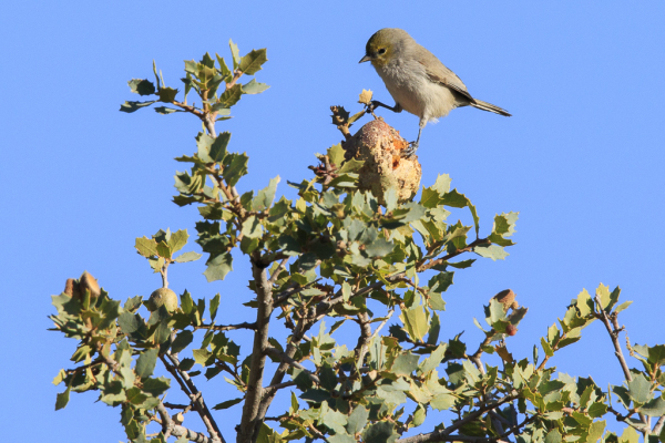 Verdin