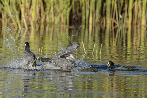 American Coots