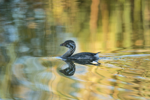 Pied-billed Grebe