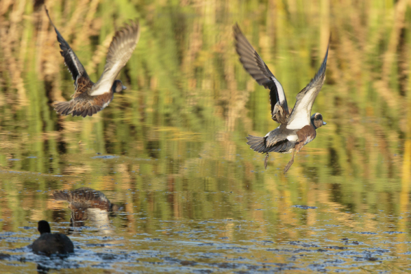 American Wigeon