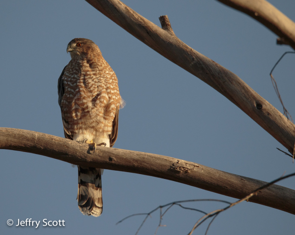 Cooper's Hawk