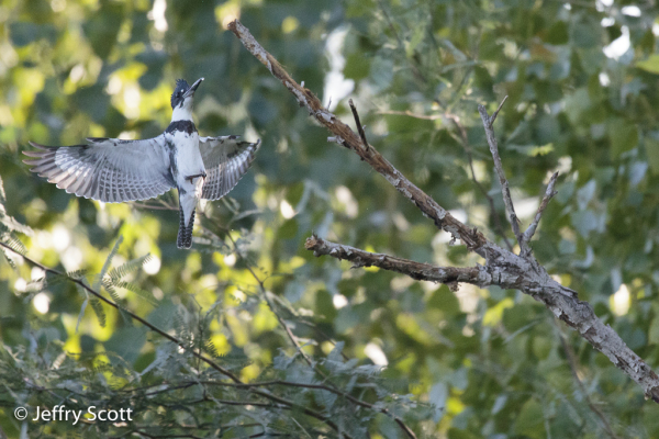 Belted Kingfisher