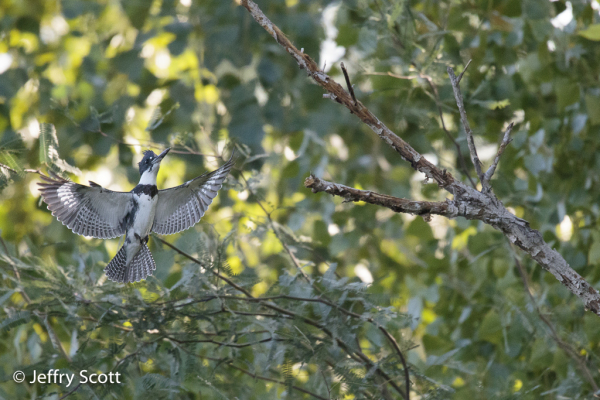 Belted Kingfisher