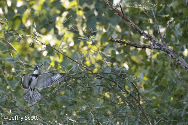 Belted Kingfisher