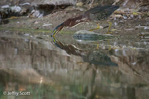 Green Heron