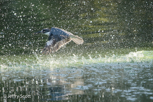 Belted Kingfisher