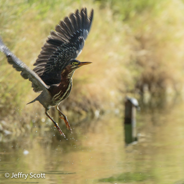 Green Heron