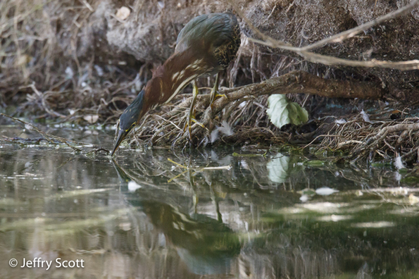 Green Heron