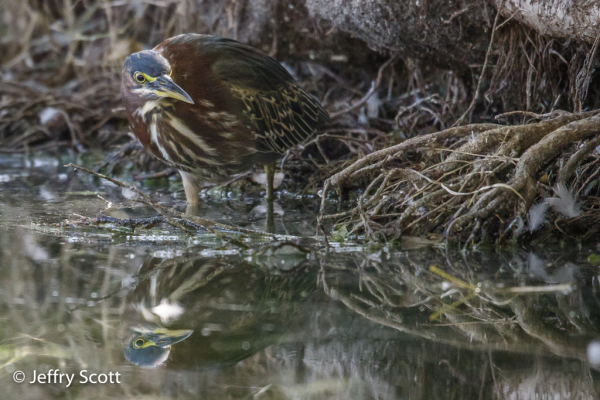 Green Heron