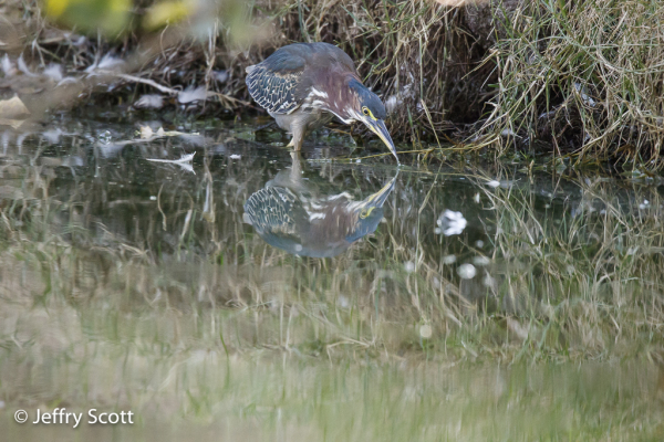 Green Heron