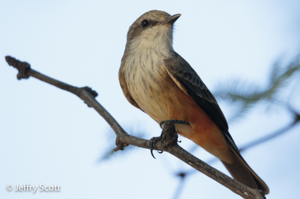 Say's Phoebe