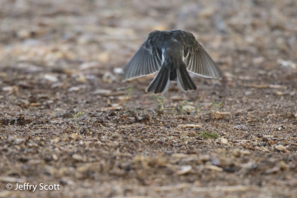 Black Phoebe