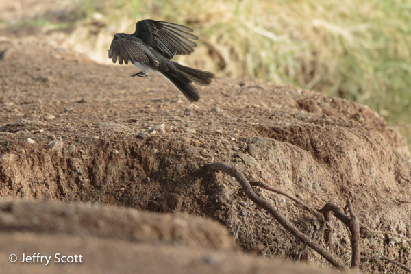 Black Phoebe