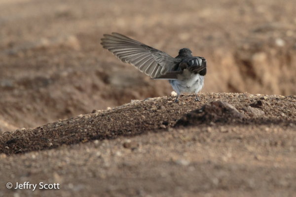 Black Phoebe