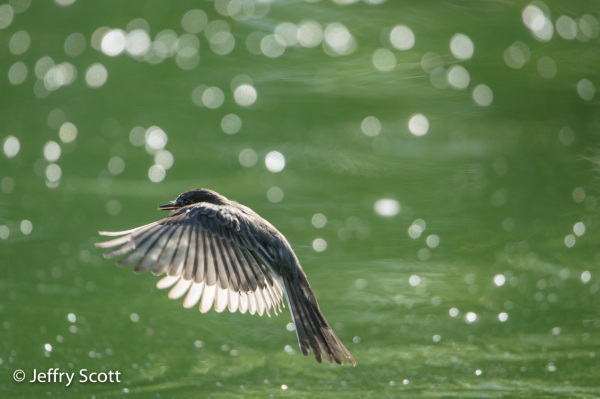 Black Phoebe