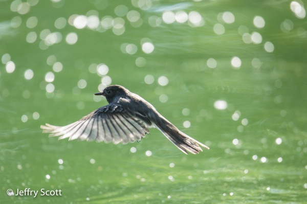 Black Phoebe