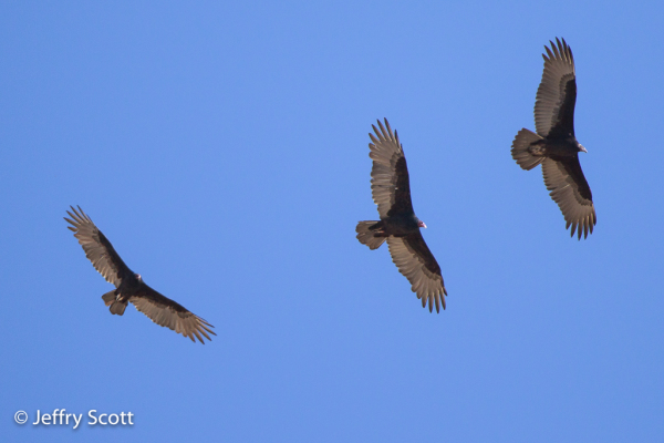 Turkey Vultures