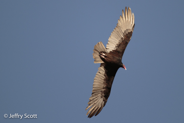 Turkey Vulture