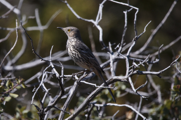 Sage Thrasher