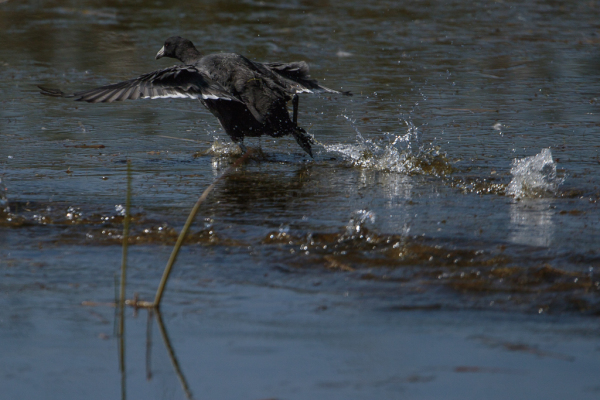 American Coot