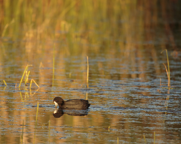 American Coot