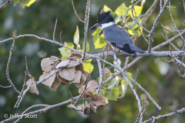 Belted Kingfisher