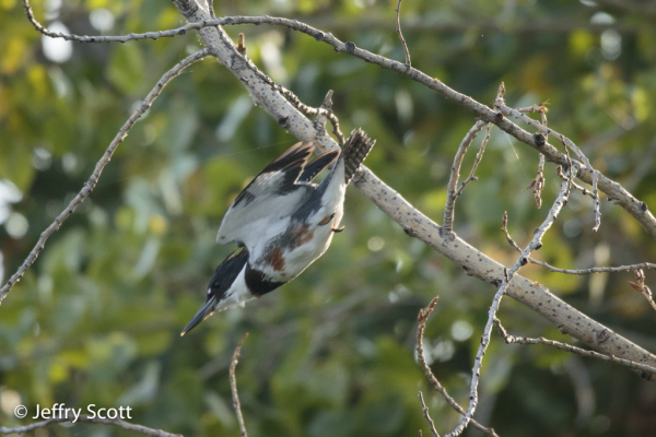 Belted Kingfisher