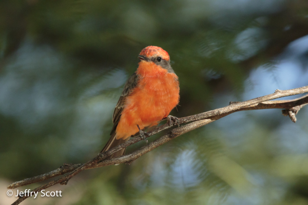 Vermilion Flycatcher