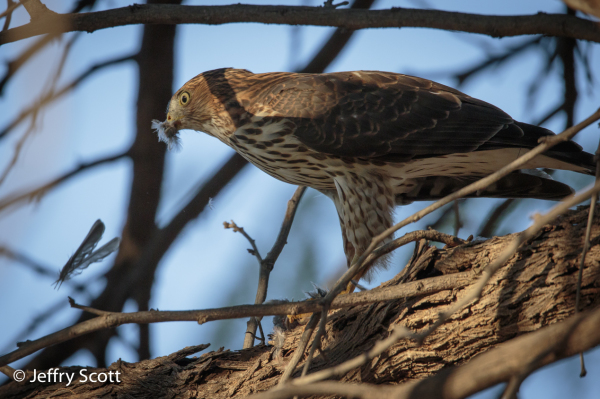 Cooper's Hawk