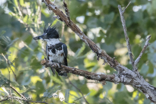 Belted Kingfisher