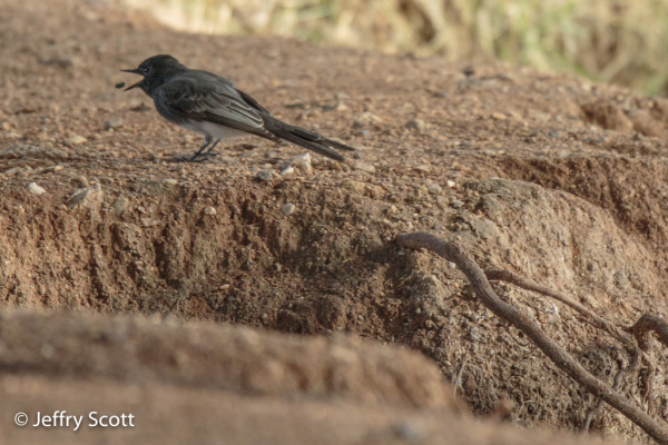 Black Phoebe