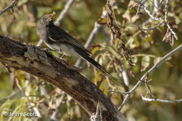 Black Phoebe