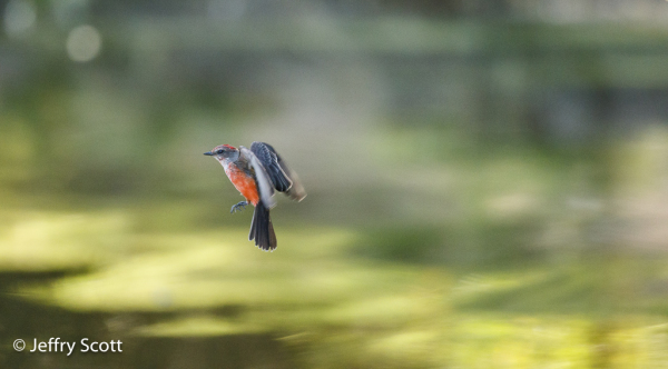 Vermilion Flycatcher