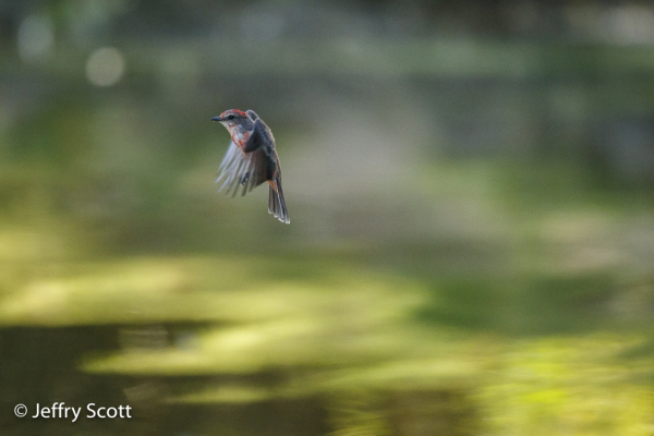 Vermilion Flycatcher