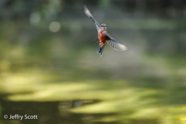 Vermilion Flycatcher