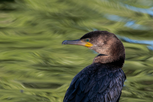 Double-crested cormorant