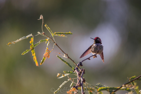 Anna's hummingbird