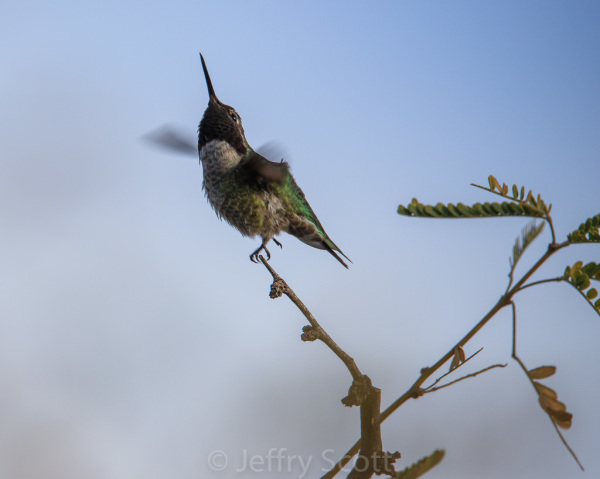 Anna's hummingbird