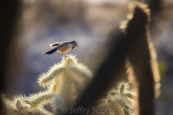 Cactus Wren