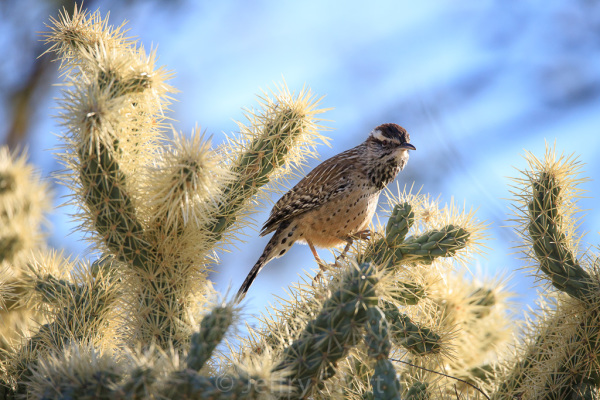 Cactus Wren